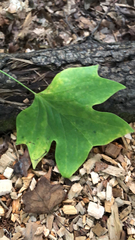 Liriodendron tulipifera