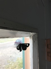 Alypiodes flavilinguis