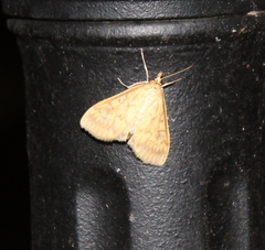 Ostrinia