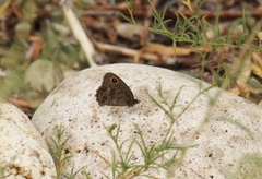 Cercyonis sthenele