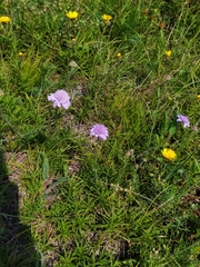 Scabiosa canescens