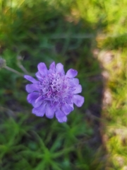 Scabiosa canescens