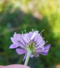 Scabiosa canescens
