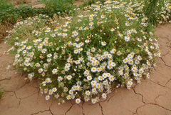 Aphanostephus riddellii