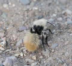Dasymutilla magna