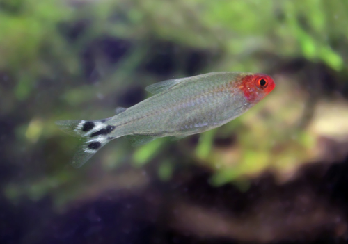 Rednose Tetra
