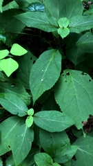 Collinsonia canadensis