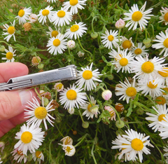 Aphanostephus riddellii