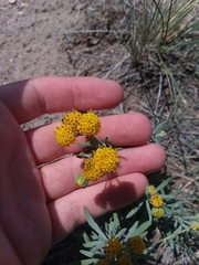 Picradeniopsis oppositifolia