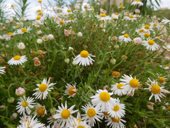 Aphanostephus riddellii