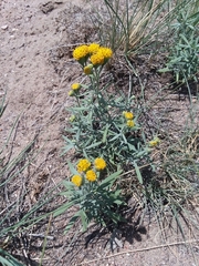 Picradeniopsis oppositifolia