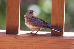 Junco hyemalis thurberi
