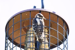 Dryobates pubescens turati