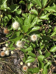 Cephalanthus
