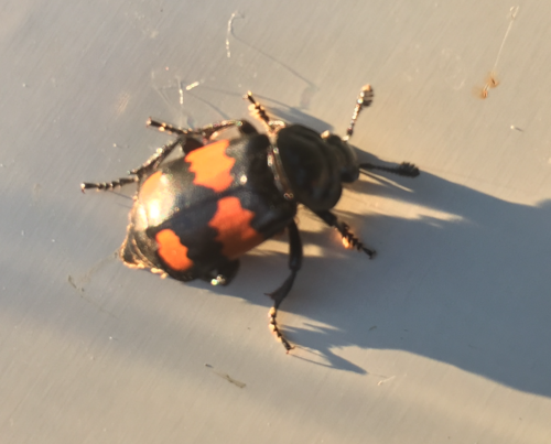 Lesser Vespillo Burying Beetle photo 5