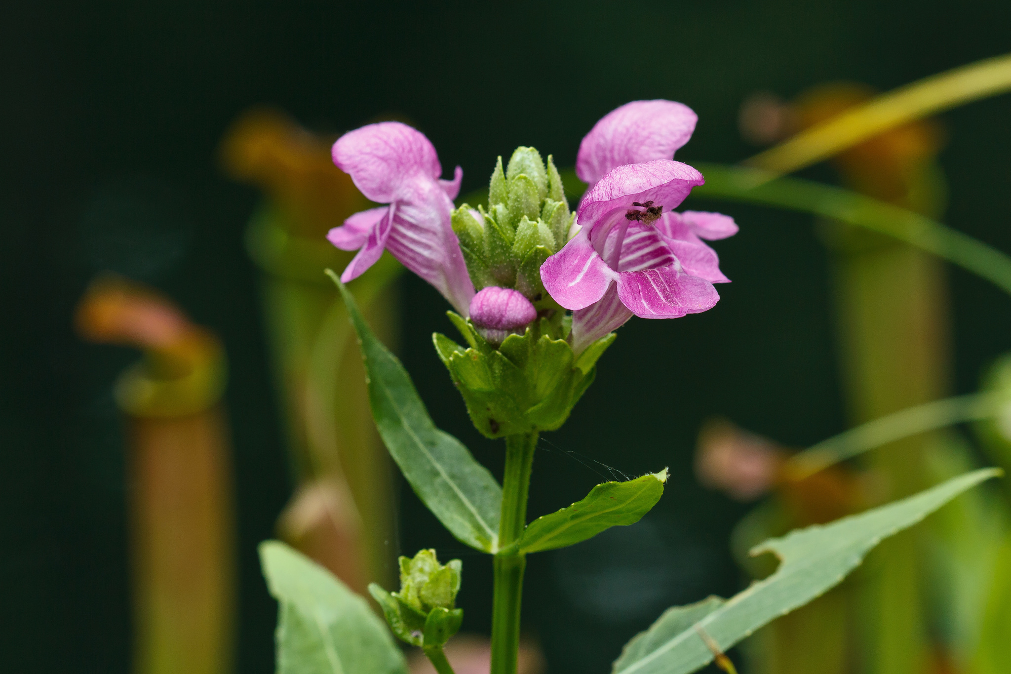 Macbridea caroliniana