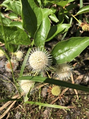Cephalanthus
