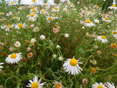 Aphanostephus riddellii