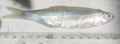 Engraulidae