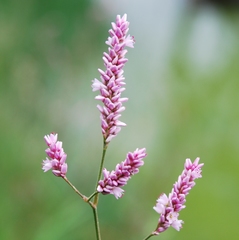 Persicaria segetum