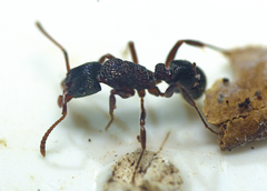 Rhytidoponera victoriae
