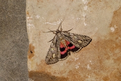 Catocala coccinata