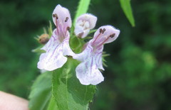 Stachys nuttallii