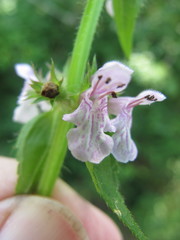 Stachys nuttallii