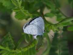 Celastrina echo gozora
