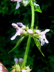 Stachys nuttallii