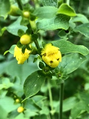 Dasistoma macrophylla