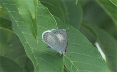 Celastrina echo gozora