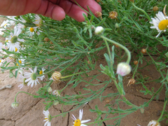 Aphanostephus riddellii