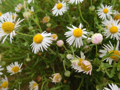 Aphanostephus riddellii