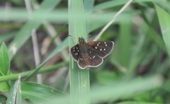Piruna aea mexicana