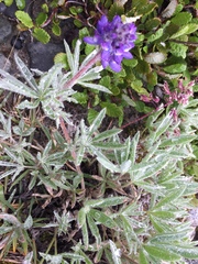 Lupinus kuschei