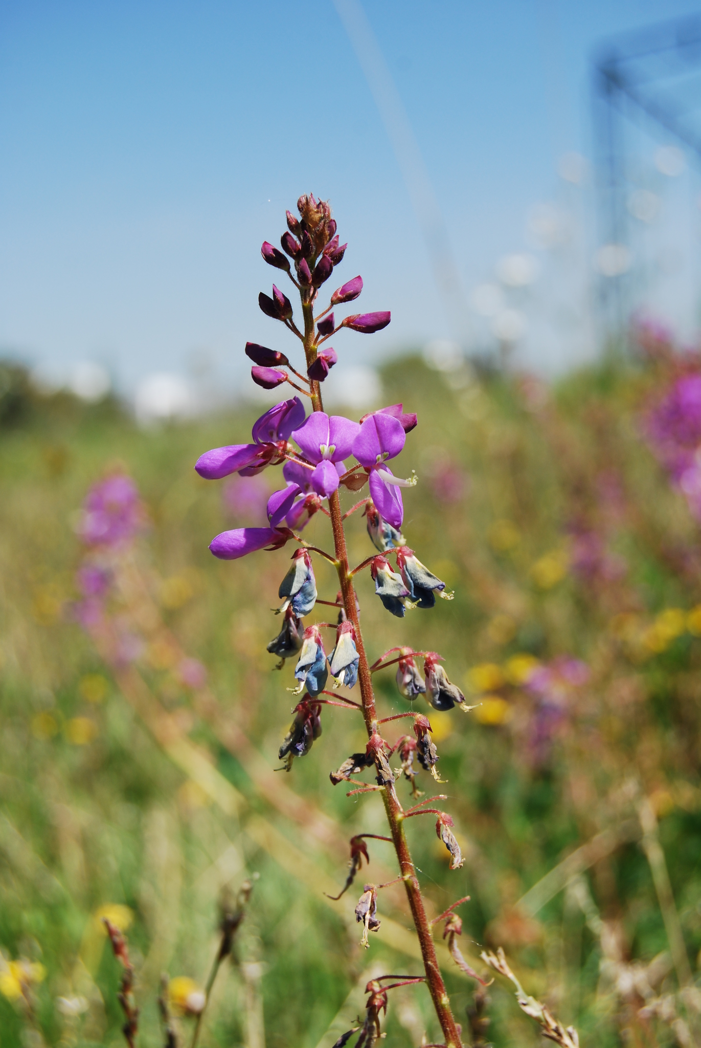 Desmodium aparines