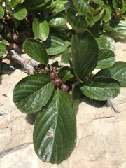 Rhamnus pumila