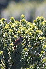 Leptasthenura setaria