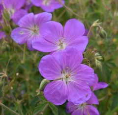 Geranium oreganum
