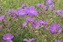 Geranium oreganum