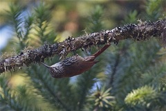 Lepidocolaptes falcinellus