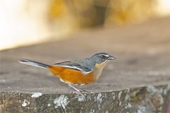 Microspingus lateralis