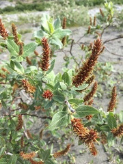 Salix commutata