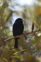 Knipolegus cyanirostris