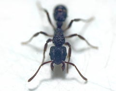 Rhytidoponera victoriae