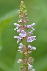 Stachys hispida