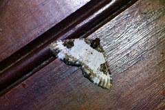 Melanthia procellata