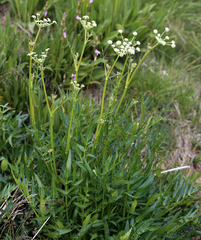 Angelica kingii