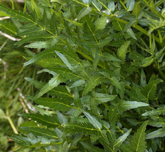Angelica kingii